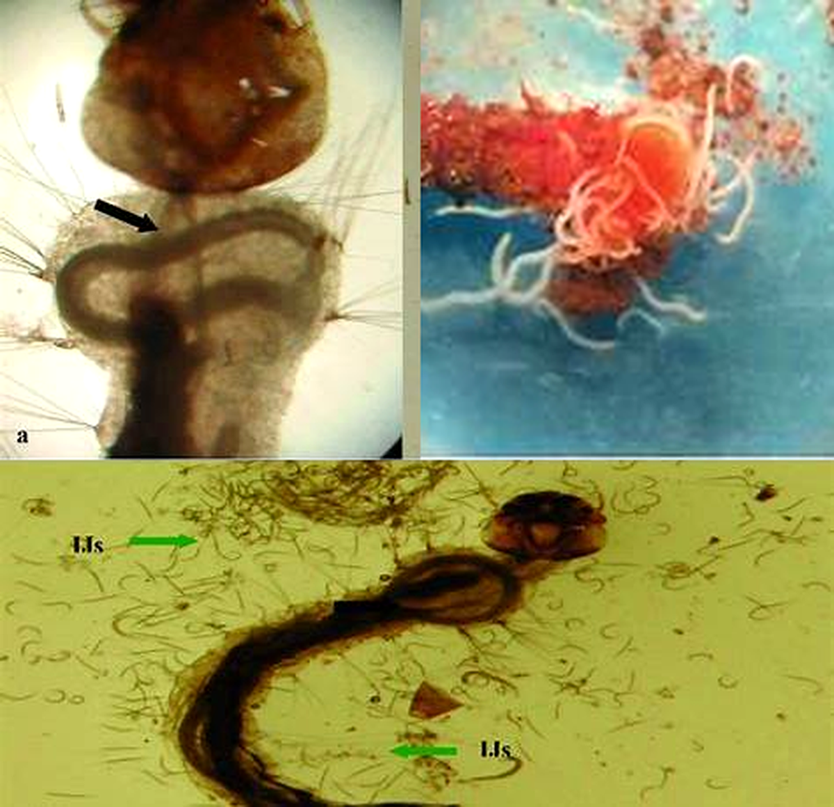Microscope collage showing beneficial nematodes infecting pest larvae